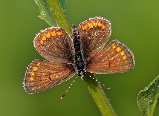 Aiuto per identificazione Lycaenidae - Polyommatus icarus